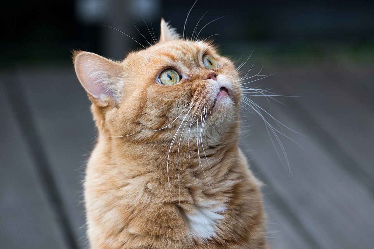 cat british shorthair cat face eyes 4098058